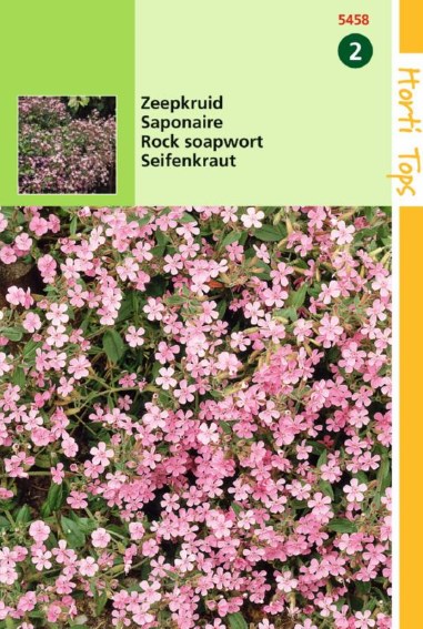 Rot-Seifenkraut (Saponaria ocymoides) 200 Samen HT